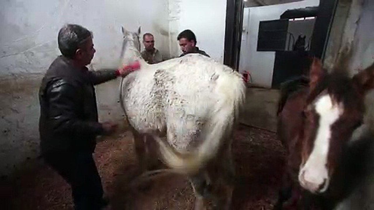 Araber-Pferde durch Konflikt in Syrien traumatisiert