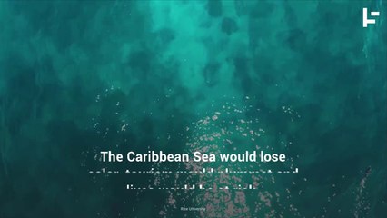 The World’s Second Largest Coral Reef Has Been Saved (For Now)