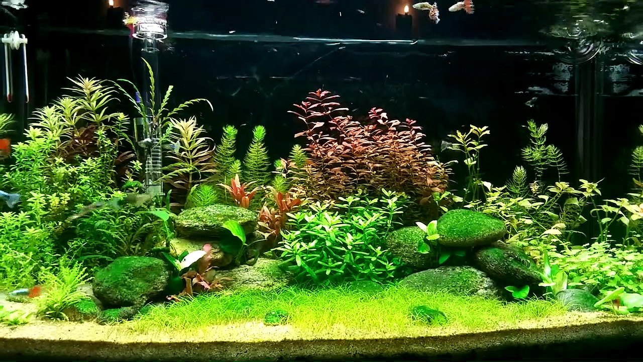 aquascaing dutch style
