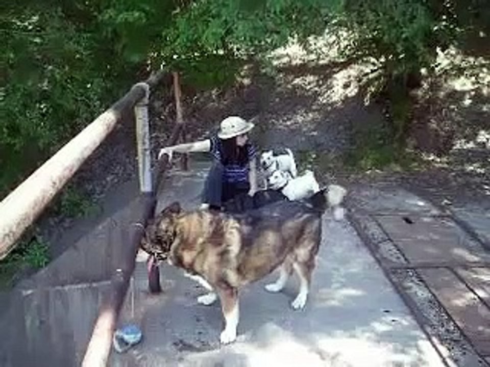 My Dogs Summer 2007
