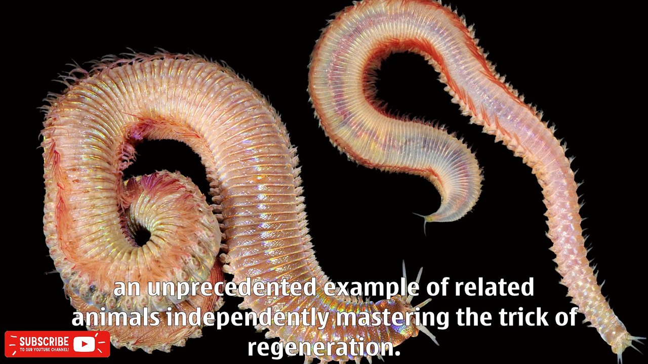 The marine worms that can sprout new heads — including brains