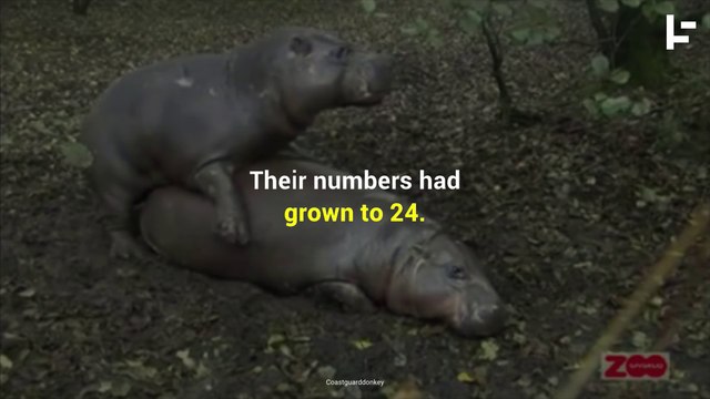 Pablo Escobar's Sex-Crazed Cocaine Hippos