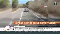 Köpeğe işkence yaptılar