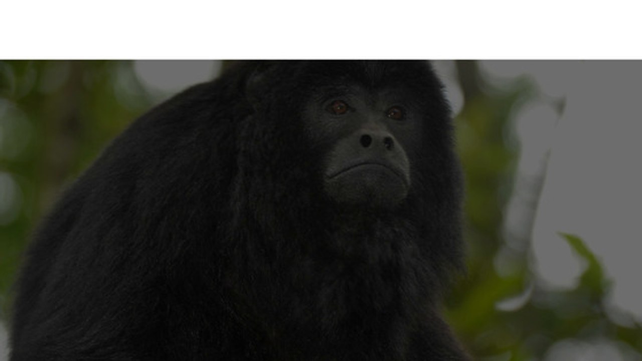 10 Hero Animals From History