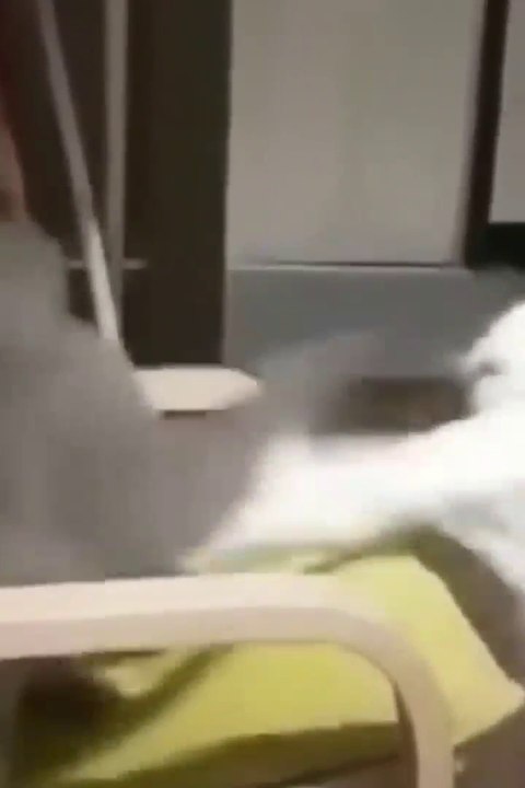 Funny video of laughing act of amazing house pets..