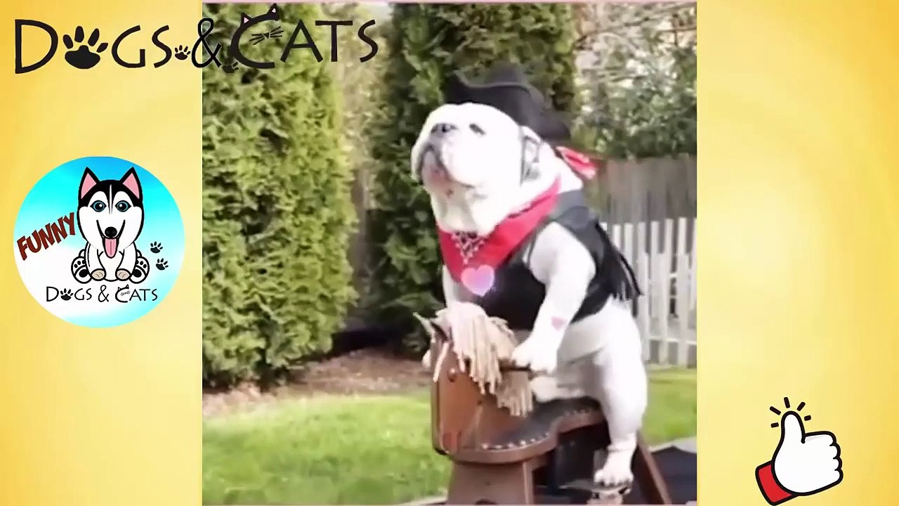 Try Not To Laugh Watching Funny Animal Fails Compilation 2019