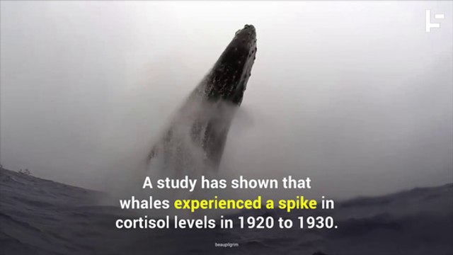 How Earwax Proves We’re Stressing out the Whales