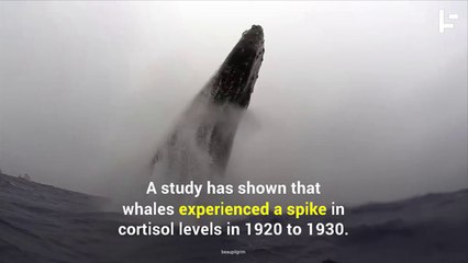 How Earwax Proves We’re Stressing out the Whales