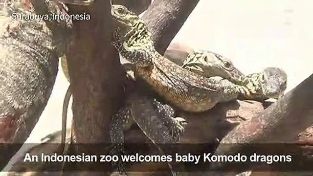 Dozens of komodo dragon babies hatch at Indonesian zoo