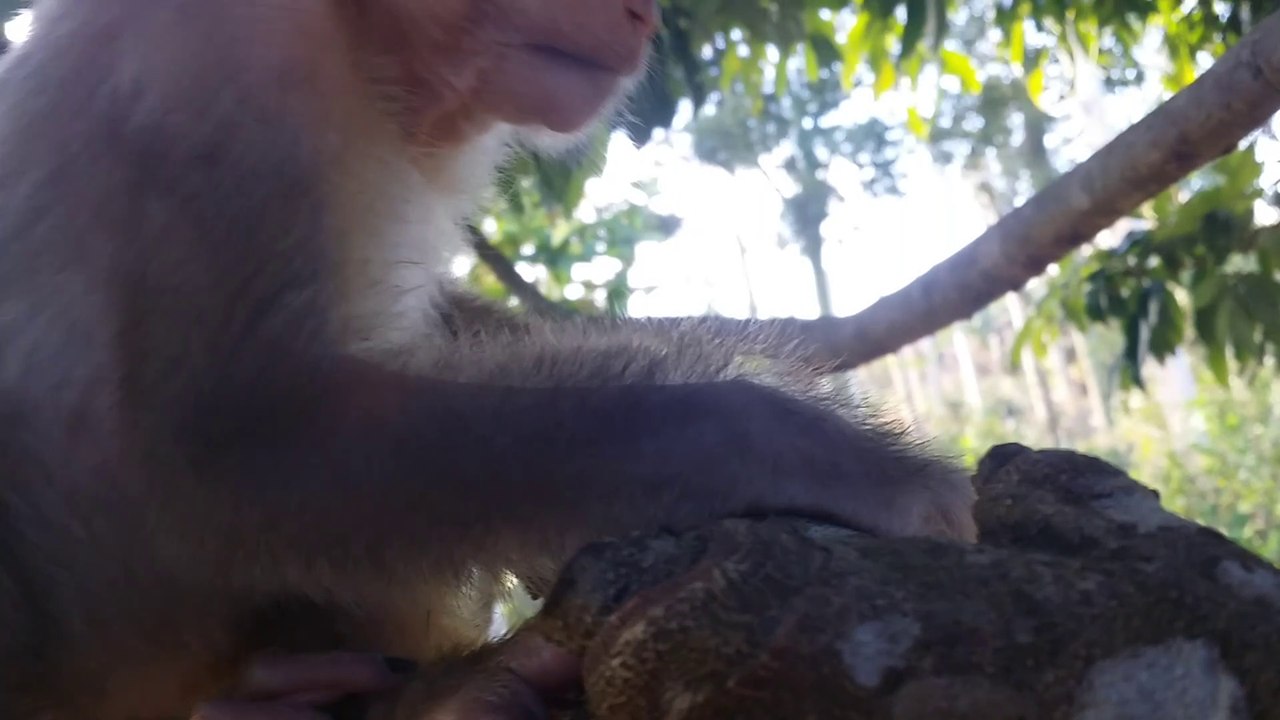 Cute baby monkey