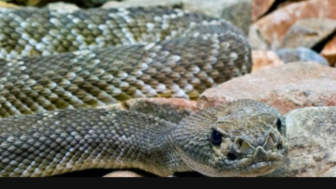 13 Bizarre and Weird Facts