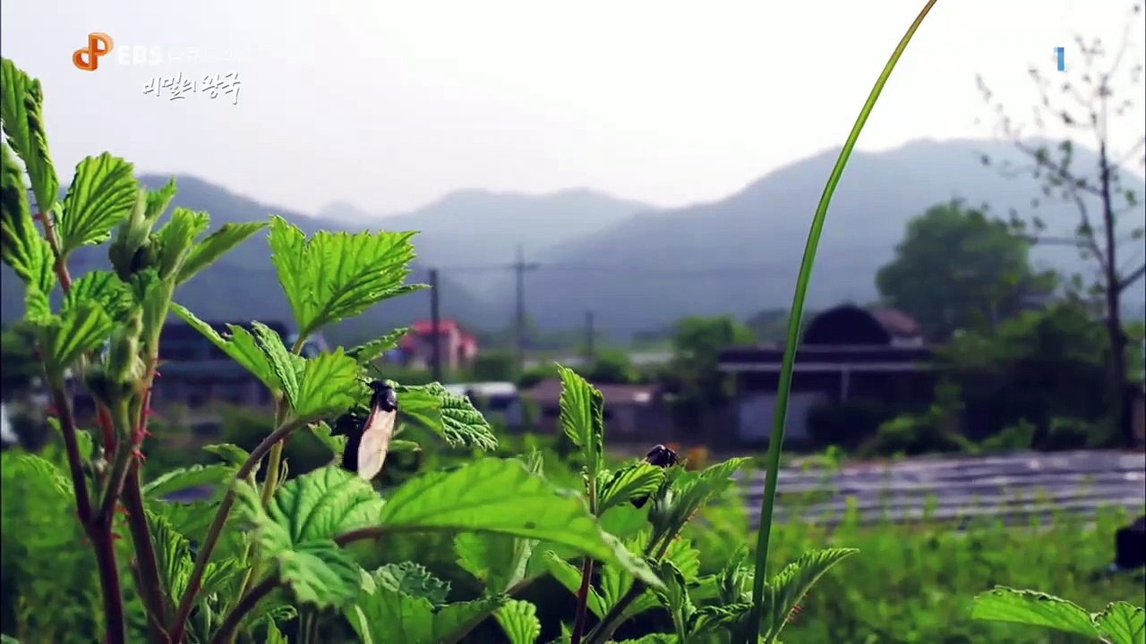 EBS 다큐프라임 - Docuprime_비밀의 왕국 2부- 위험한 동거_#001