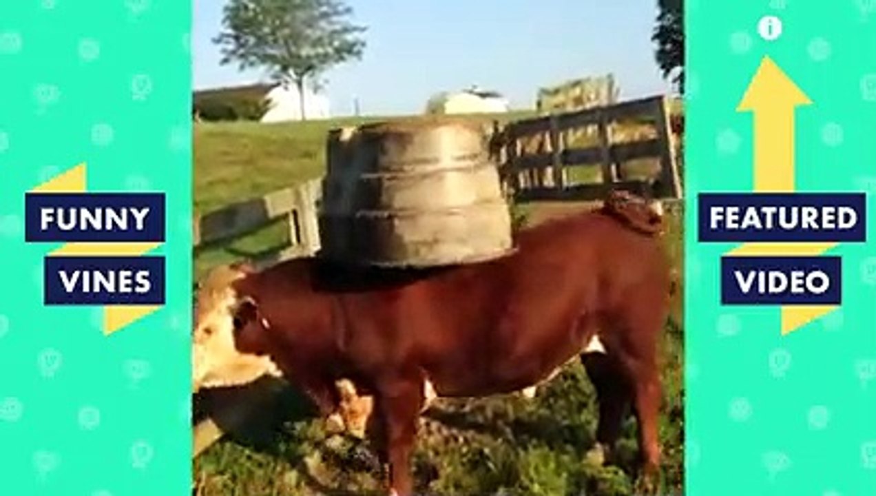 TRY NOT TO LAUGH Cute FUNNY ANIMALS Funny Videos February 2019