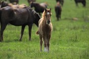 Die Karriere eines Rennpferdes