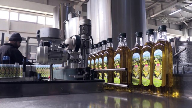 Zeytin üreticisinin yüzü gülüyor - KİLİS