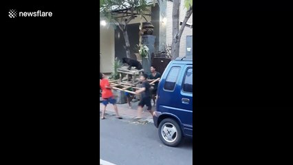 Indonesian kids parade dog at religious festival