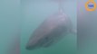 Un grand requin blanc fonce sur un plongeur et montre ses dents !