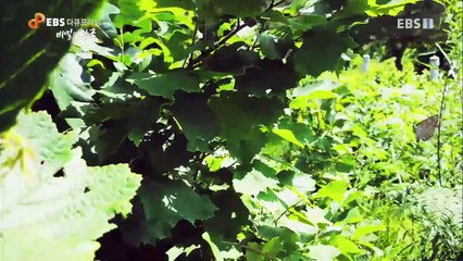 EBS 다큐프라임 - Docuprime_비밀의 왕국 2부- 위험한 동거_#003