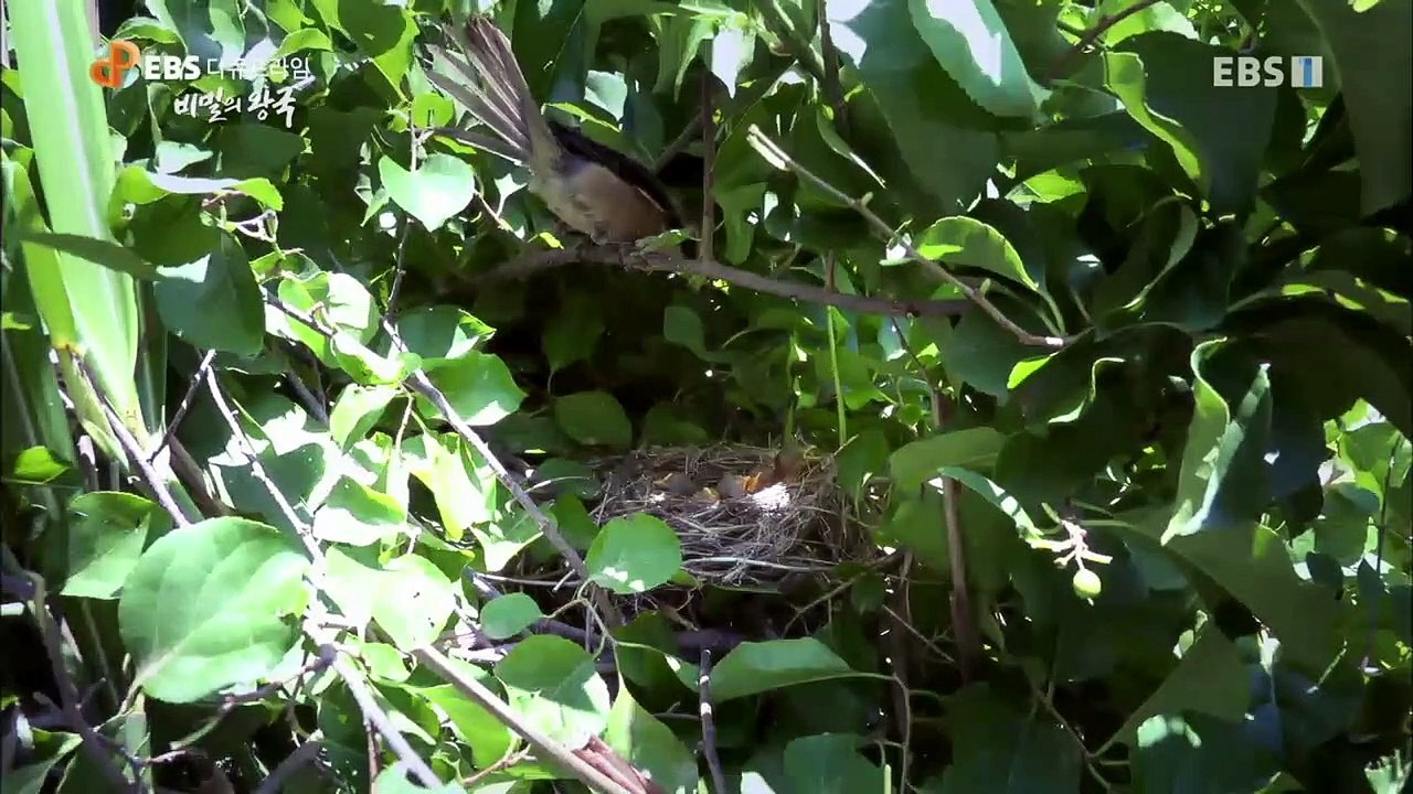 EBS 다큐프라임 - Docuprime_비밀의 왕국 1부- 제국의 탄생_#002