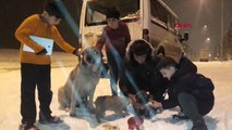 Erzurum Donmak Üzere Olan Anne ve 2 Yavru Köpeği Apartman Sakinleri Kurtardı