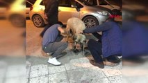 İzmir İşkence Gören Köpek, Artık Sıcak Yuvasında