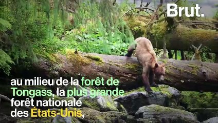 Les superbes grottes de glace de Mendenhall, en Alaska