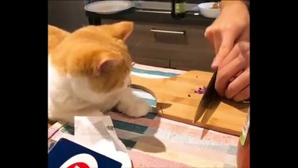 Les chats pleurent aussi quand on coupe de l'oignon sous leur nez