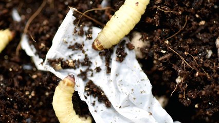 [대전/대덕] '꿀벌부채명나방'에서 플라스틱 분해 효소 발견 / YTN