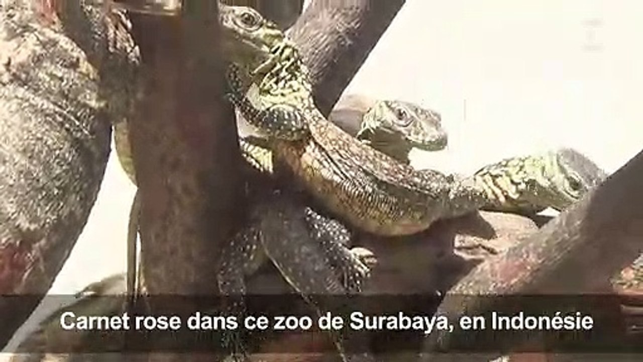 Indonésie: naissance de plus de 70 bébés dragons de Komodo