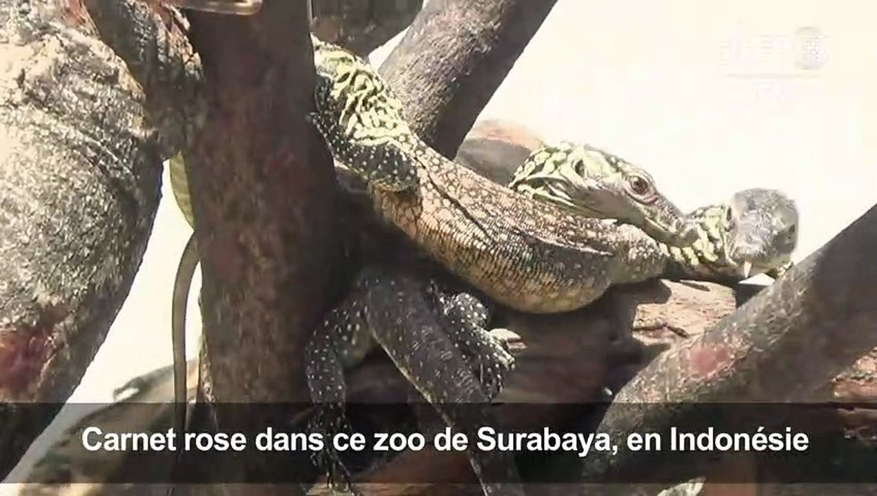 Indonésie: naissance de plus de 70 bébés dragons de Komodo
