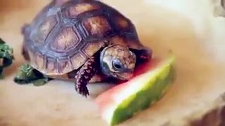 Try Not to Laugh - Funny Animals Eating