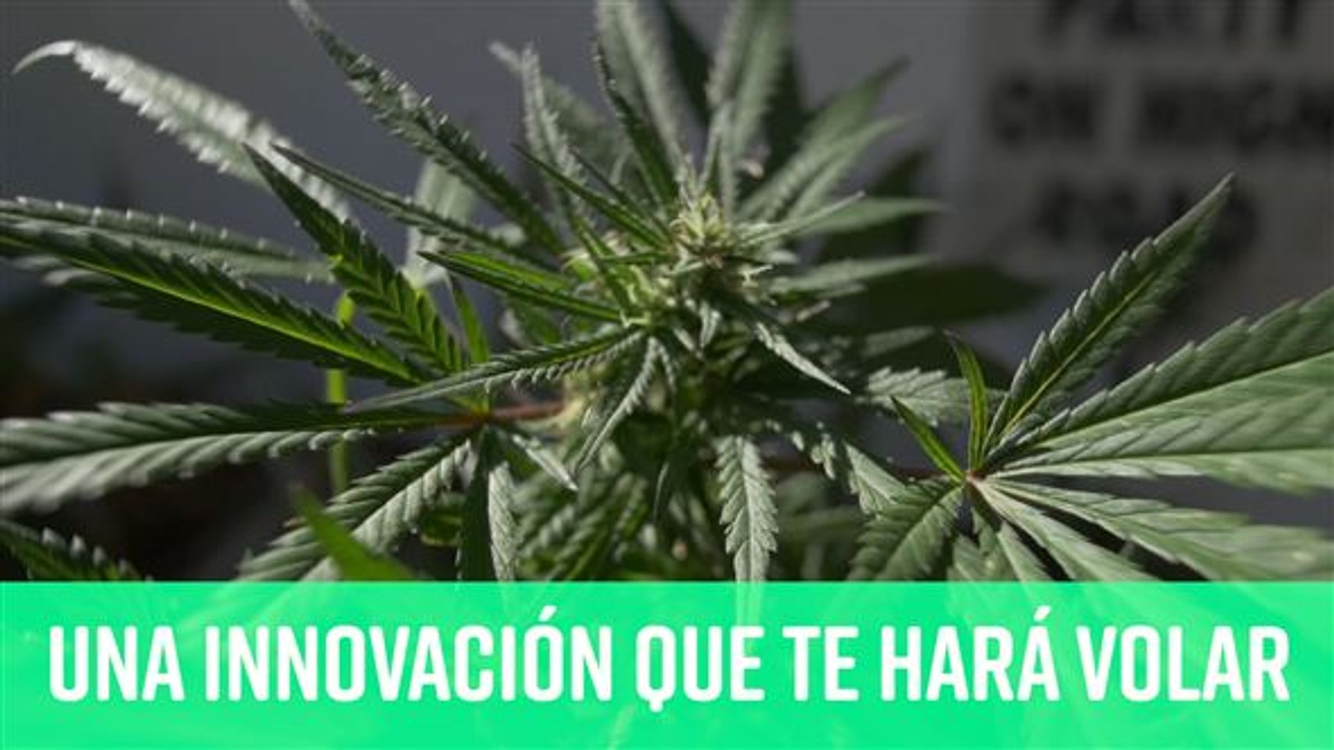 El futuro del cannabis
