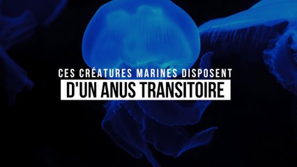Ces créatures marines disposent d'un anus transitoire
