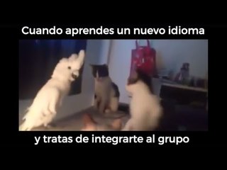 #ExaViral una cacatúa hablando como gato