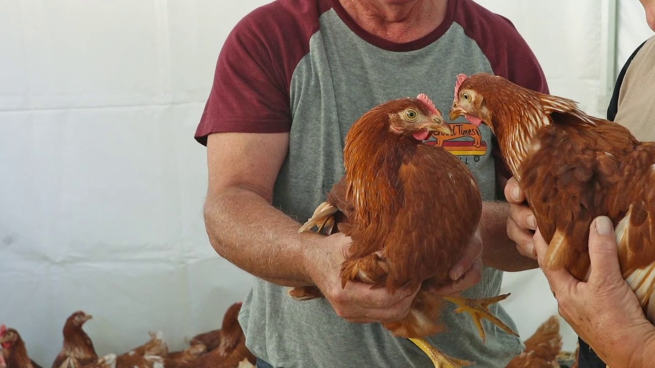 Déchets : les Mulhousiens adoptent des poules