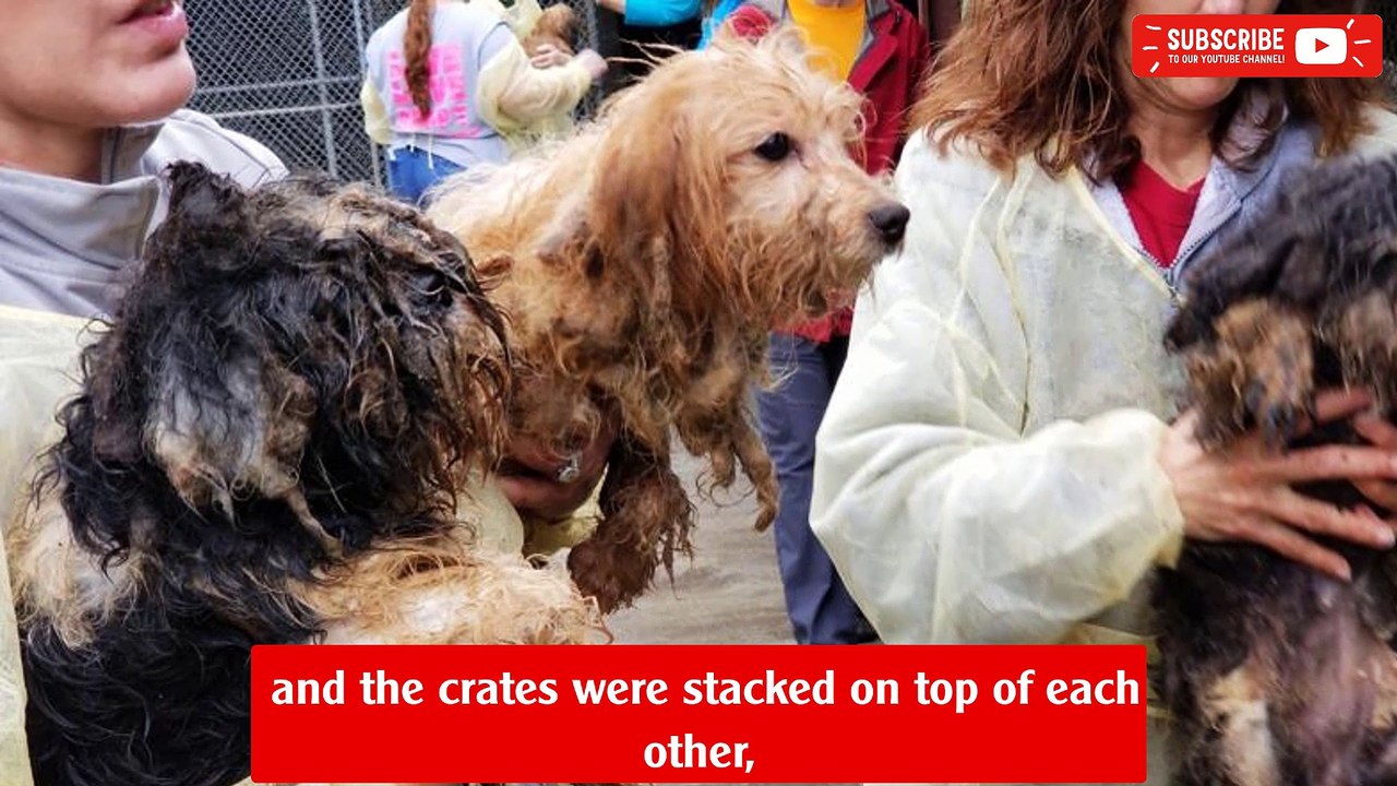 Six hundred dogs rescued from horrific conditions in Georgia home