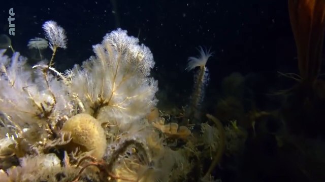 ABYSSES - La vie dans les profondeurs extrêmes - Documentaire HD