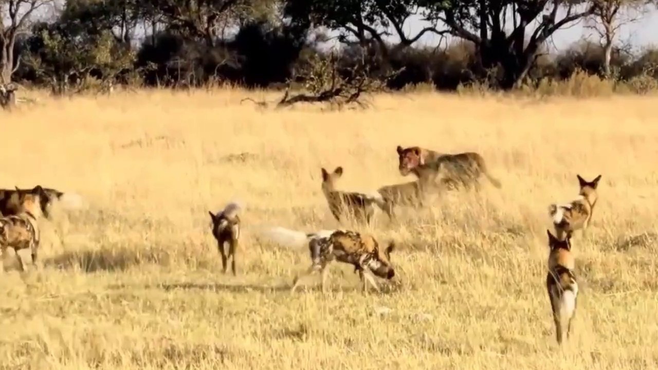 Leões Vs Cães Selvagens