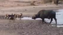 Mabecos Vs Búfalos, Gnus, Zebras, Crocodilos