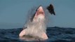 O Incrível Ataque E Salto Enorme Do Tubarão Branco