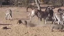 Javali Recebe Marrada De Javali E Fica KO Com Coice De Zebra