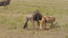 Guepardos Caçando Gnus Em Excelente Compilação