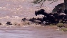 Gnus Se Dão Mal Com Crocodilos