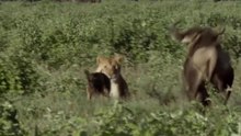 Leões Vs Filhotes De Gnus Com Diferentes Destinos