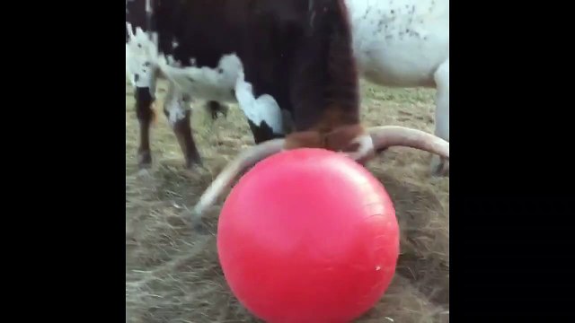 Tex the bull gets a new red ball and he loves it!