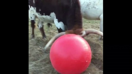 Tex the bull gets a new red ball and he loves it!