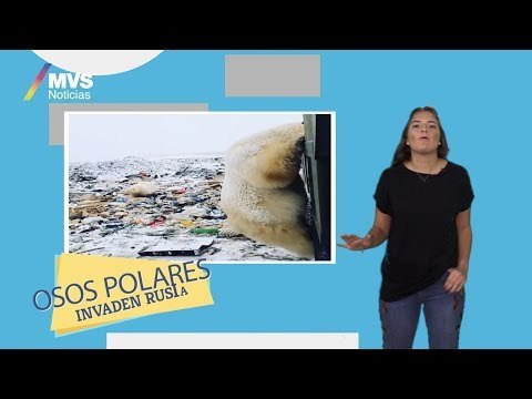 Osos polares invaden Rusia