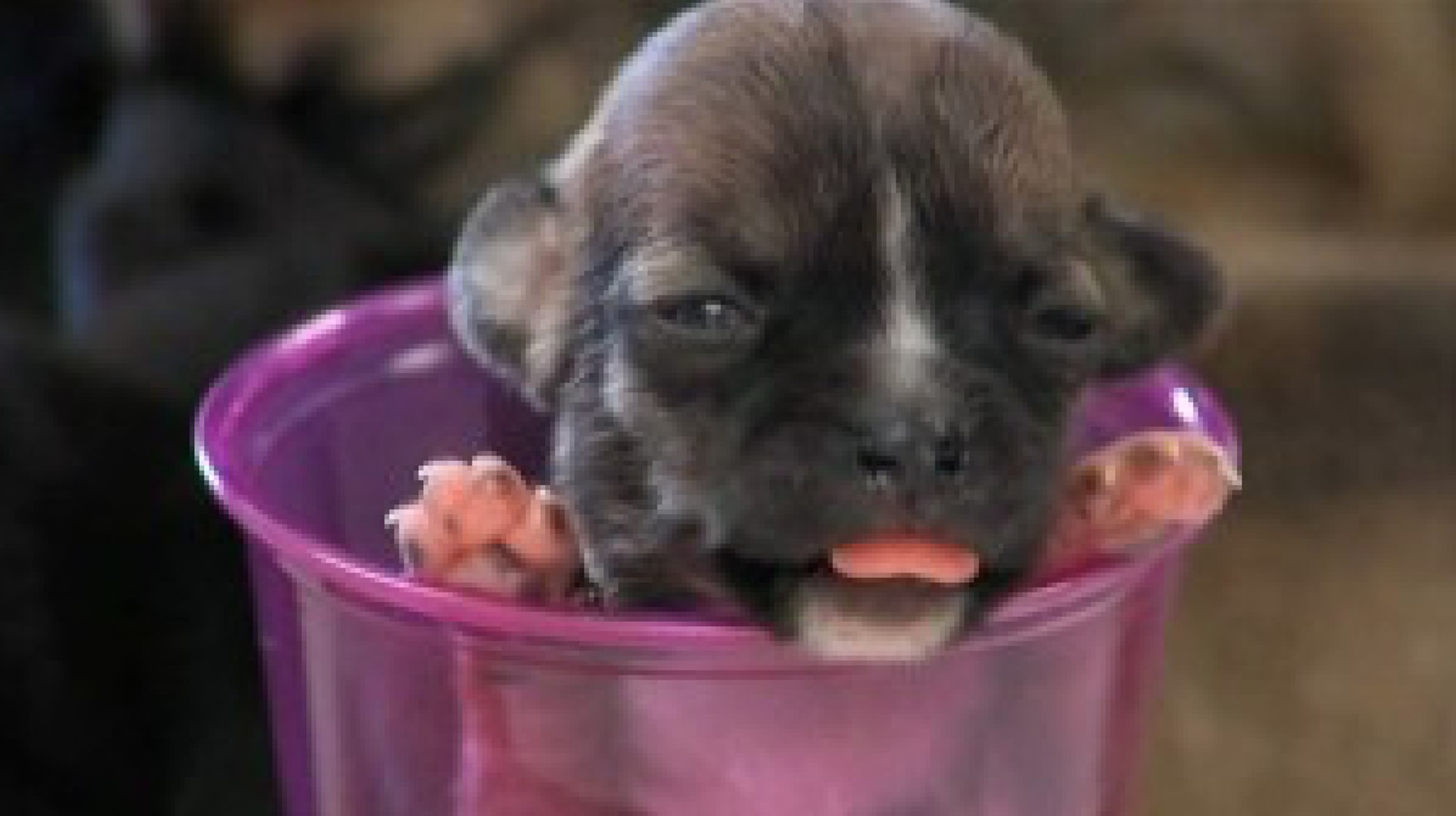 Beyonce the tiny puppy fit into spoon at birth