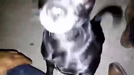 TOSHIRO PLATIQUEMOS DE LOS GUA GUAS.