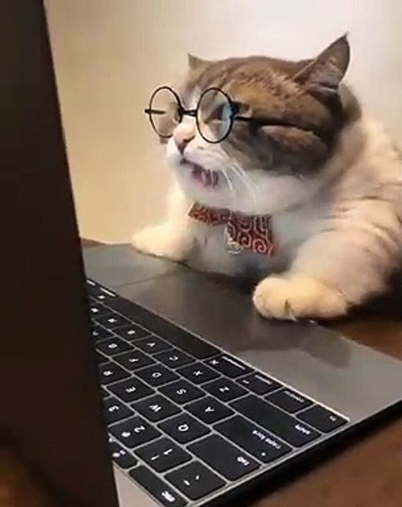 Medvedev Cat